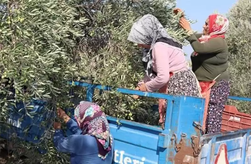 Halhalı Zeytin Hasadı Altınkaya Mahallesinde Başladı