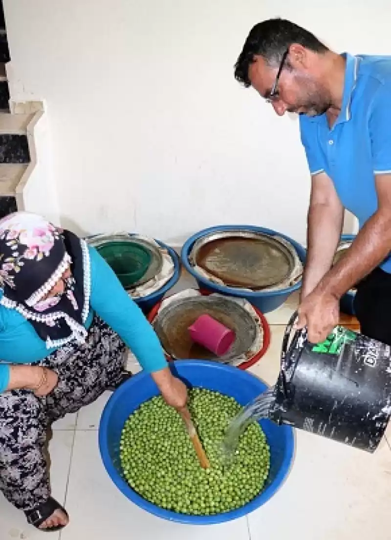 Halhalı Zeytin Hasadı Altınkaya Mahallesinde Başladı