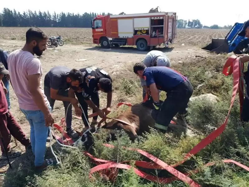 Hatay'da Kuyuya Düşen Buzağıyı Itfaiye Kurtardı