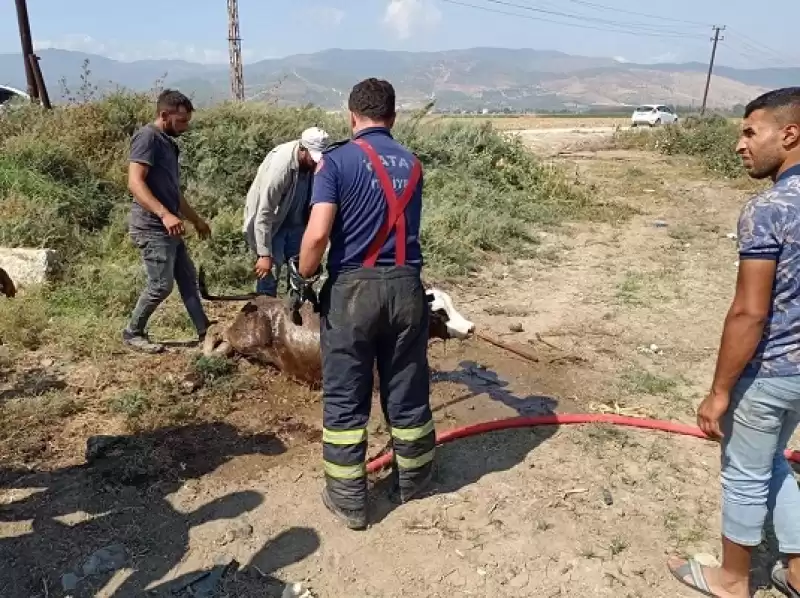 Hatay'da Kuyuya Düşen Buzağıyı Itfaiye Kurtardı