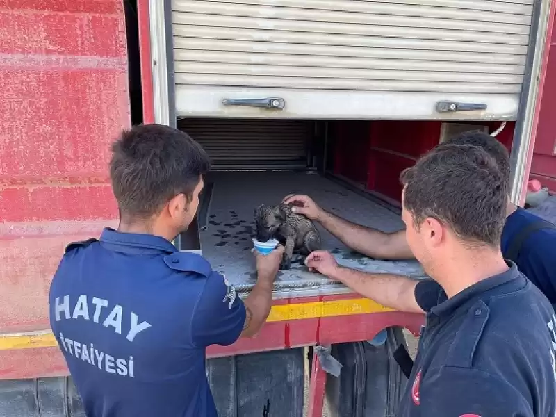 Hatay'da Otluk Alanda çıkan Yangında Mahsur Kalan Köpek Yavrusu Kurtarıldı