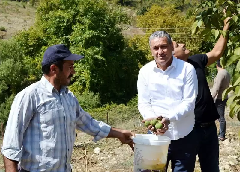 Belen Belediyesi Dikmiş Olduğu Ceviz Fidanları, 'ceviz Vermeye' Başladı