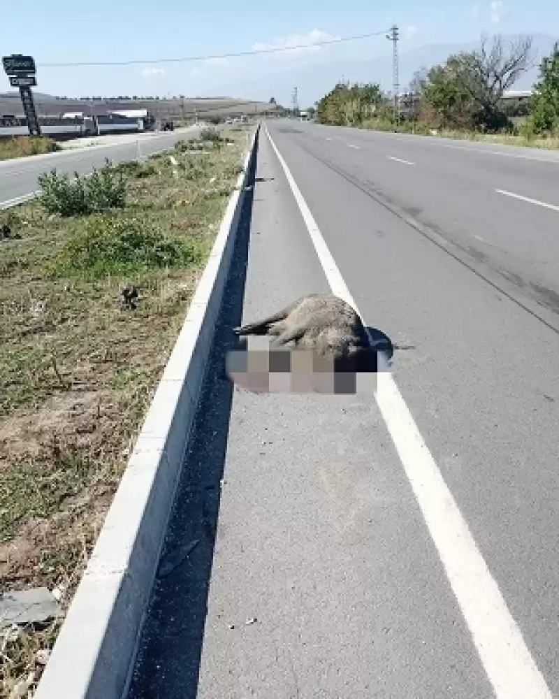 Yol Kenarında ölü Bulunan Domuz, Antakya Belediyesi Ekipleri Tarafından Kaldırıldı