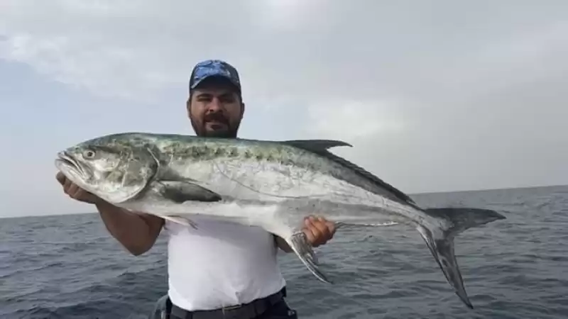 Amatör Balıkçı 14 Kiloluk çatal Kuyruğu Balık Tuttu 