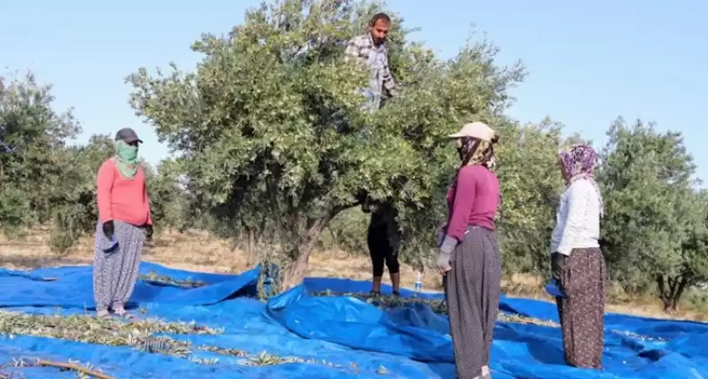 Zeytin Hasadında Ata’ya Saygı Duruşu