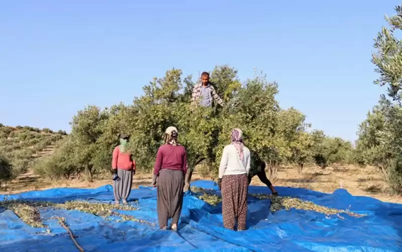 Zeytin Hasadında Ata’ya Saygı Duruşu