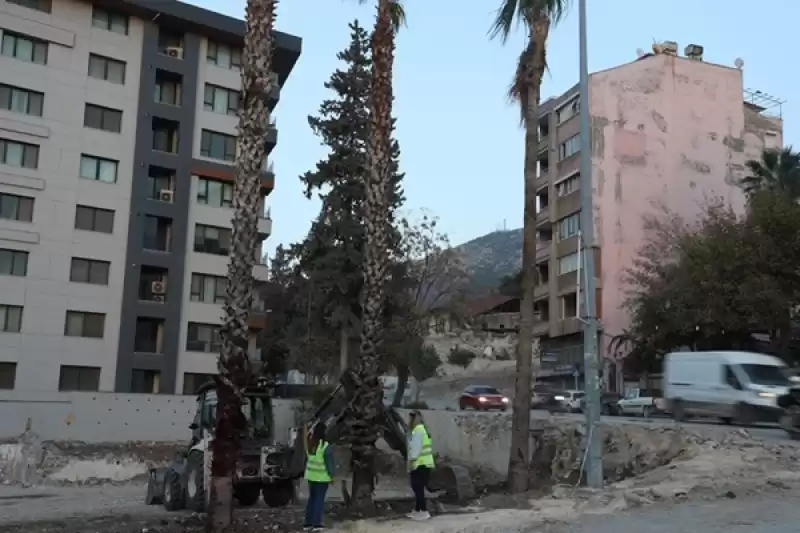 Sökülen Palmiye Ağacı Yerine 3 Palmiye Ağacı Dikildi