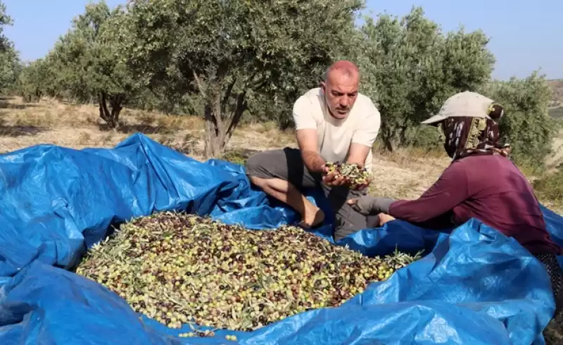 Hatay'da Zeytin Hasadı Sürüyor