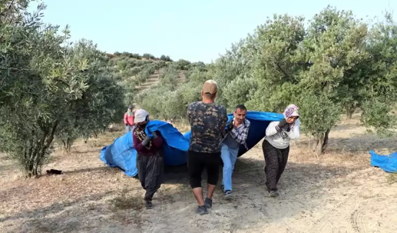 Hatay'da Zeytin Hasadı Sürüyor