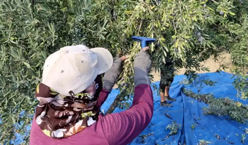 Hatay'da Zeytin Hasadı Sürüyor