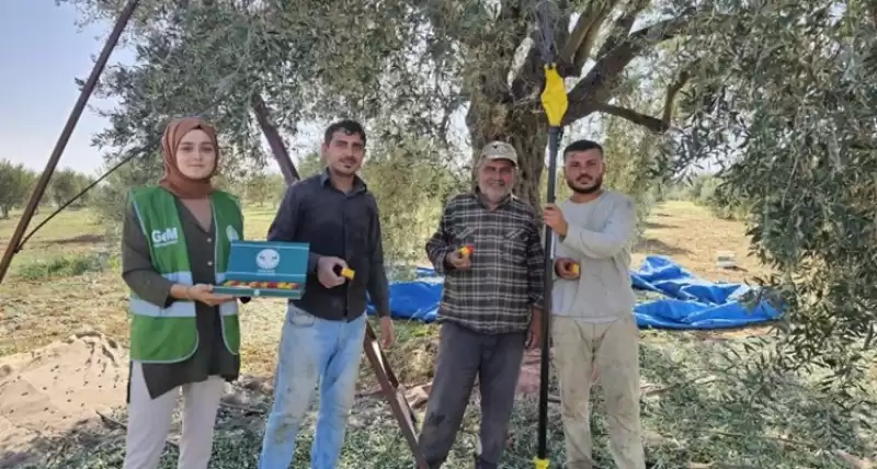 Zeytin Hasadı Yapan çiftçilere Tatlı Ikramı