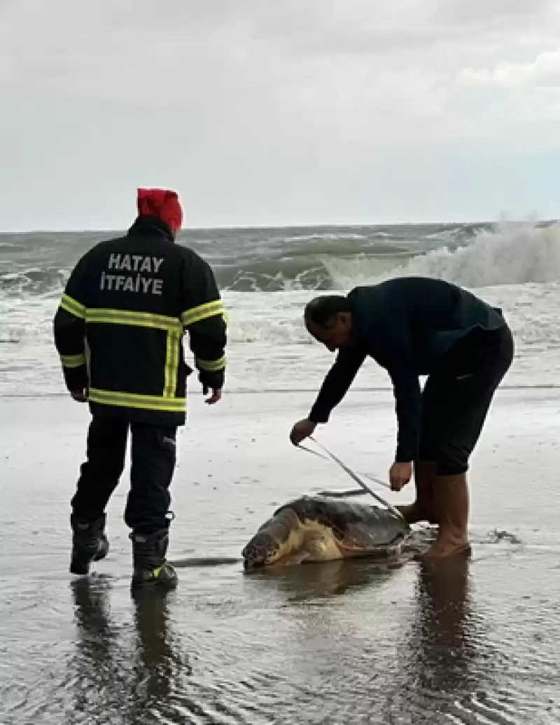 Hatay'da Sahilde ölü Caretta Caretta Bulundu