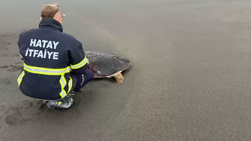 Hatay'da Sahilde ölü Caretta Caretta Bulundu