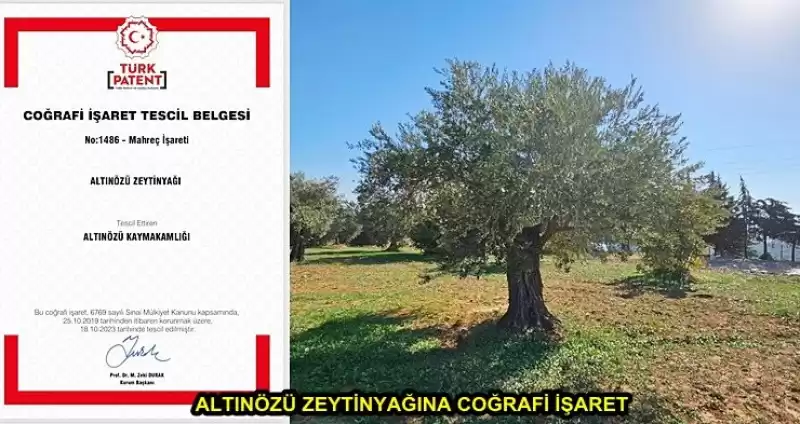 Hatay'ın Altınözü Zeytinyağı Tescillendi