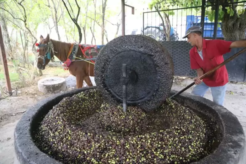 Hatay'da Atın çektiği Taş Değirmen, Zeytinyağında Lezzeti Ve Kaliteyi Artırıyor