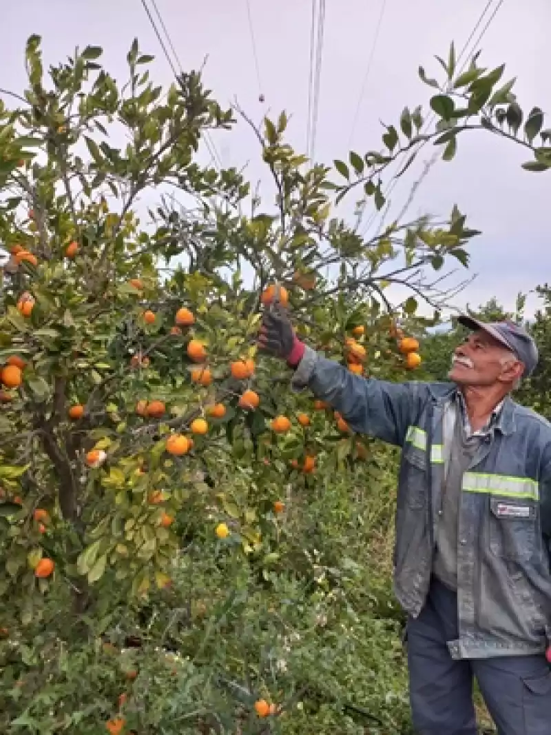 Ürünü Dalında Kalan Narenciye üreticisi Perişan