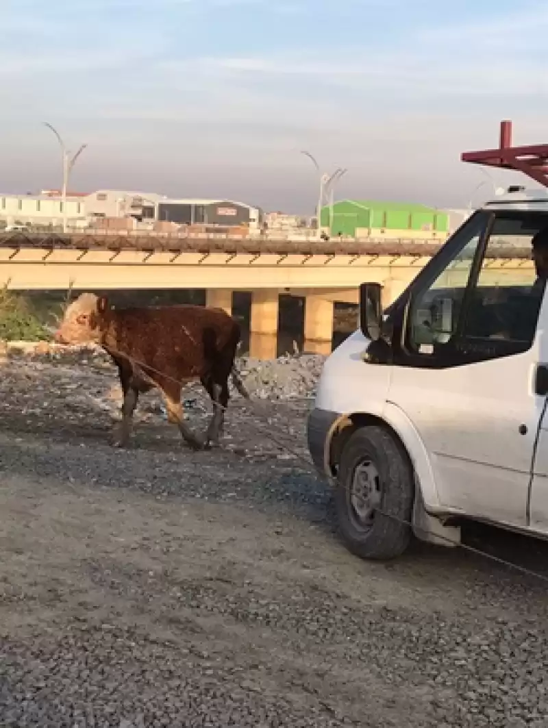 Hatay'da Asi Nehri'ne Düşen Büyükbaş Hayvan Kurtarıldı