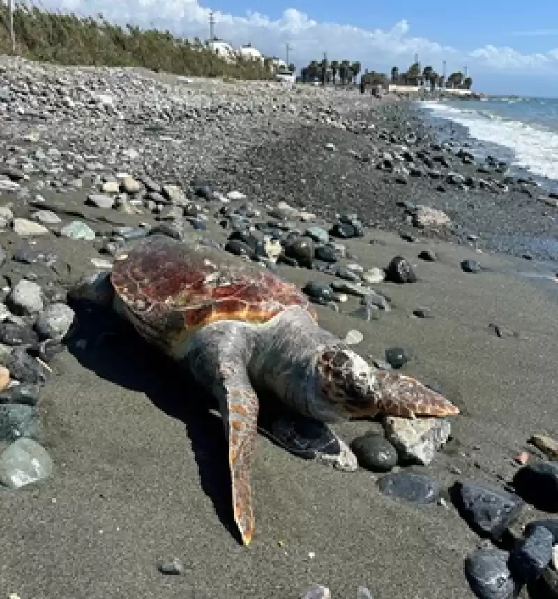 Hatay'da Sahilde ölü Caretta Caretta Bulundu