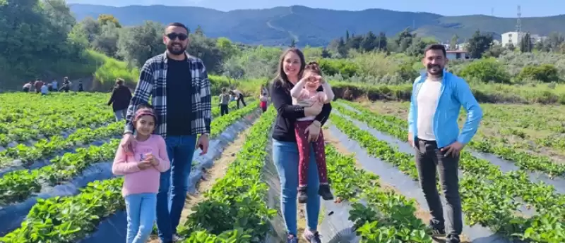 Çilek Hasadında 'vira Bismillah' Denildi