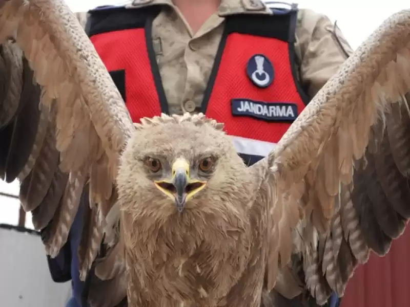 Hatay'da Jandarmanın Bulduğu Yaralı Kartal Tedaviye Alındı