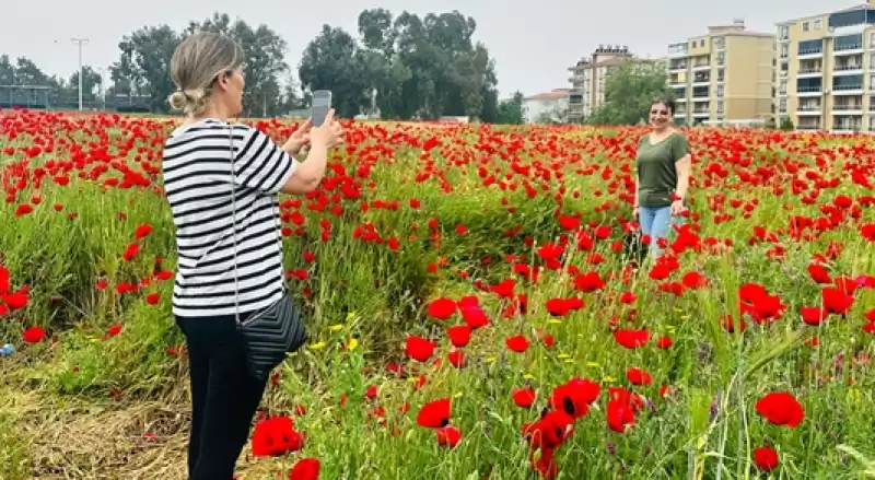 Hatay'da Gelinciklerin Açtığı Tarlalar Fotoğraf Meraklılarını Ağırladı 