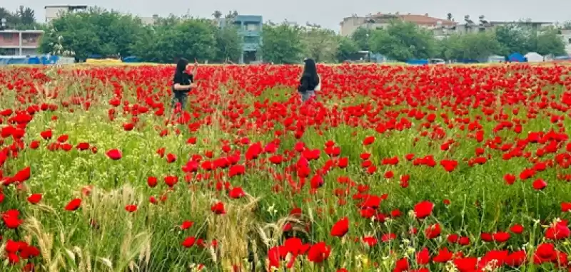 Hatay'da Gelinciklerin Açtığı Tarlalar Fotoğraf Meraklılarını Ağırladı 