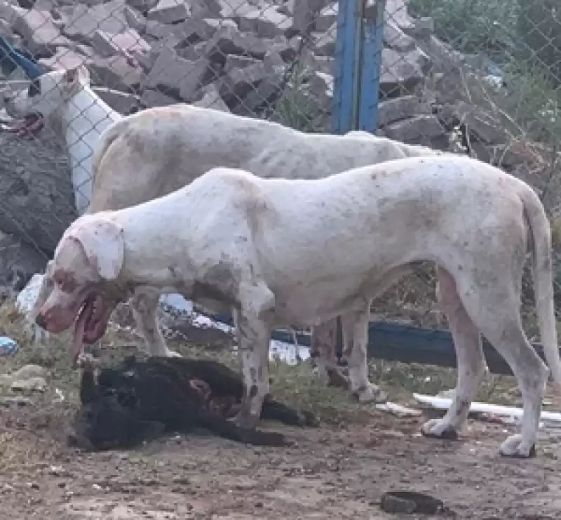 Hatay'da Köpeklerin Saldırısına Uğrayan Kadının Kolunda His Kaybı Oluştu