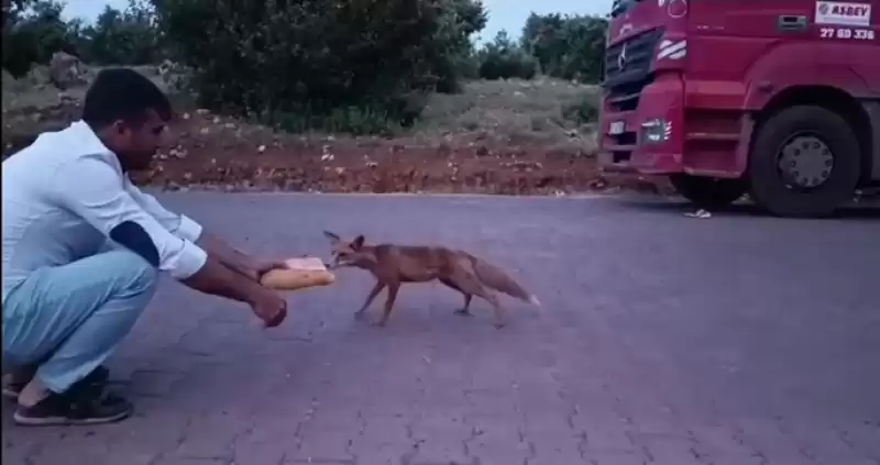 Kamyon şoförlerinin Tilki Ile Sıcak Dostluğu