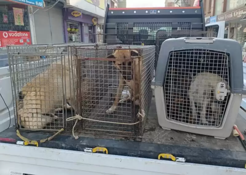 Hatay Samandağ'da Sahipsiz Köpekler Aşılama Ve Kısırlaştırma Için Toplanıyor