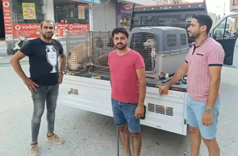 Hatay Samandağ'da Sahipsiz Köpekler Aşılama Ve Kısırlaştırma Için Toplanıyor