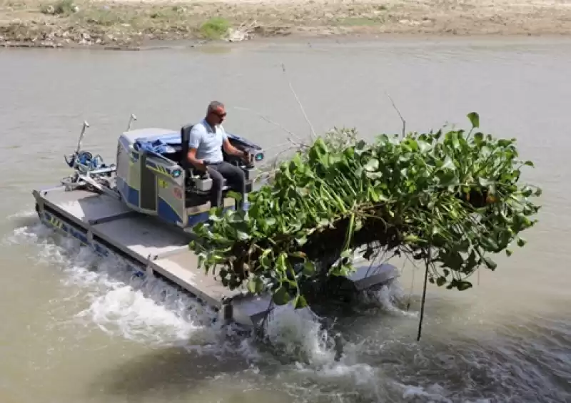 Hatay'da Asi Nehri'ni Kaplayan Su Sümbülleri Temizleniyor