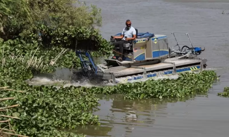 Hatay'da Asi Nehri'ni Kaplayan Su Sümbülleri Temizleniyor