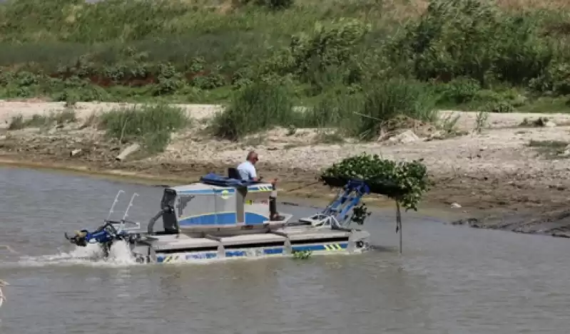 Hatay'da Asi Nehri'ni Kaplayan Su Sümbülleri Temizleniyor