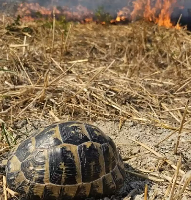 Alevlerin Içinde Mahsur Kalan Kaplumbağa Kurtarıldı!