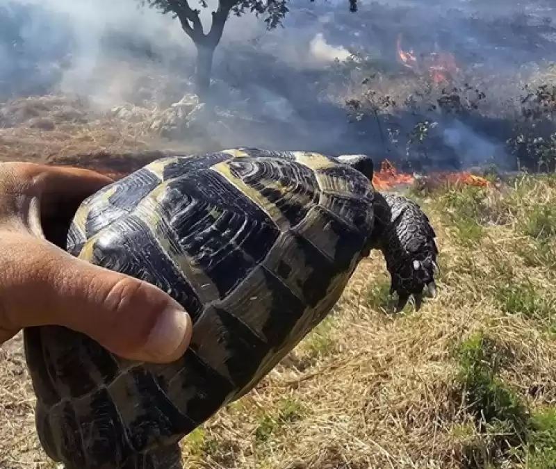 Alevlerin Içinde Mahsur Kalan Kaplumbağa Kurtarıldı!