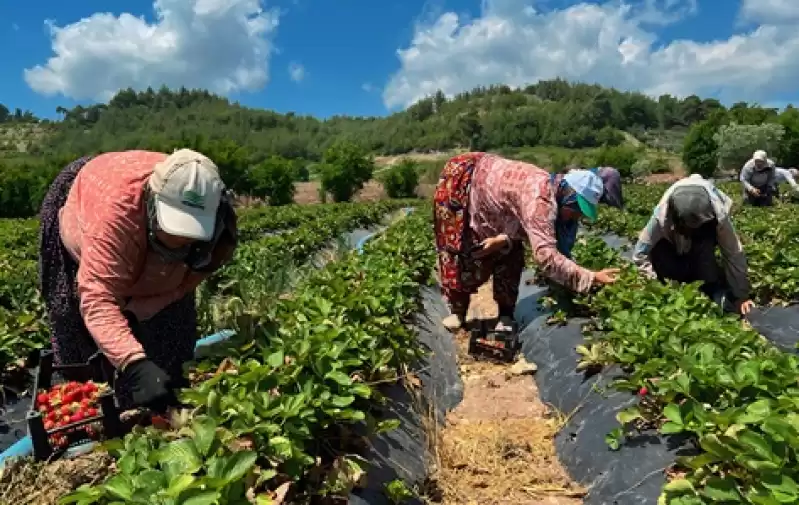 Hatay'da çilek Hasadı Devam Ediyor