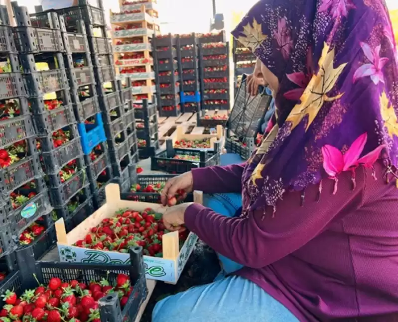 Hatay'da çilek Hasadı Devam Ediyor