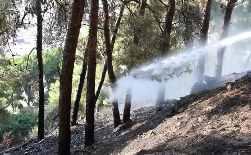 Antakya'da çıkan Orman Yangını Büyümeden Söndürüldü