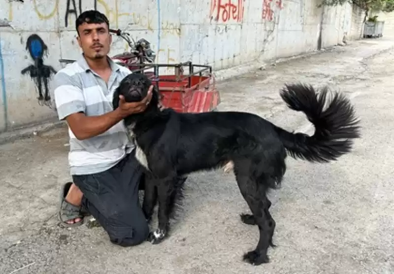 Köpek Olayının Içyüzü Ortaya çıktı!