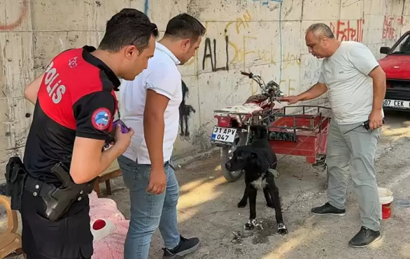 Köpek Olayının Içyüzü Ortaya çıktı!