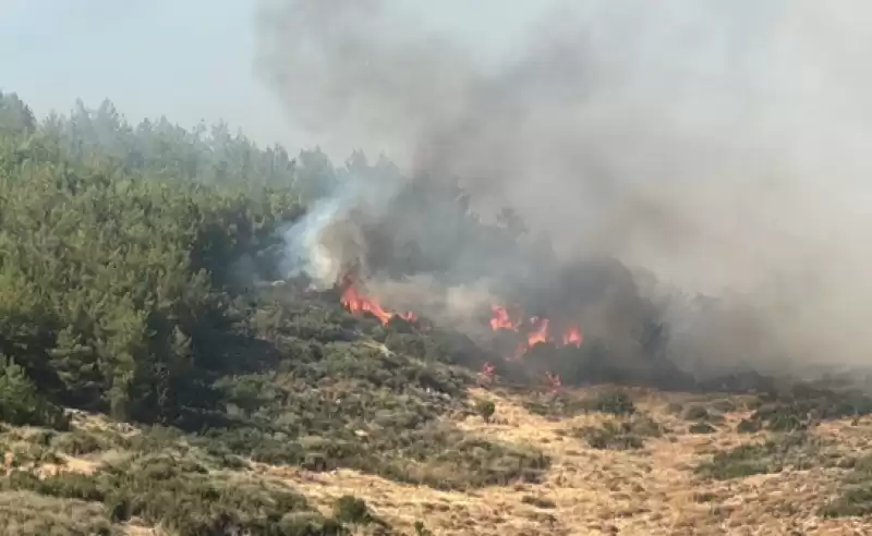 Hatay'da Orman Yangını çıktı