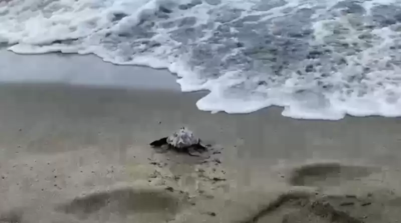 Hatay'da çuvala Dolanan Caretta Caretta Yavrusu Kurtarıldı