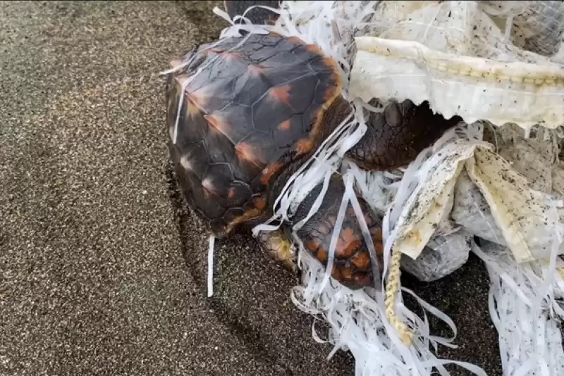 Hatay'da çuvala Dolanan Caretta Caretta Yavrusu Kurtarıldı