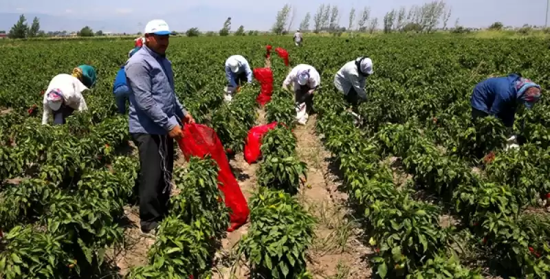 Hatay'da Hasadına Başlanan Kapya Biber Tarlada Alıcı Buluyor