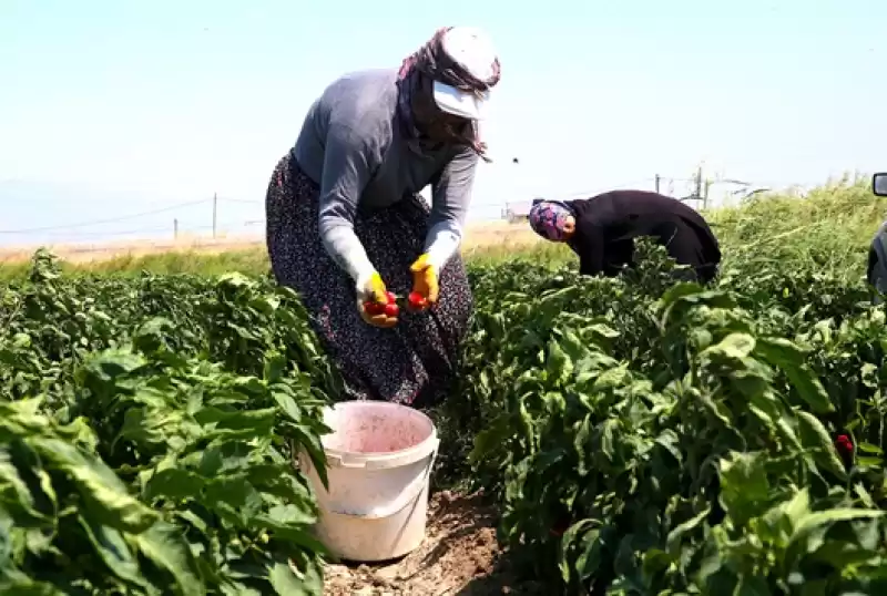 Hatay'da Hasadına Başlanan Kapya Biber Tarlada Alıcı Buluyor