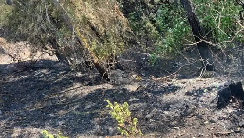 Dörtyol'da Ormanlık Alanda çıkan Yangın Söndürüldü