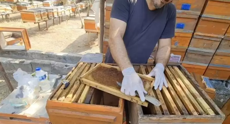 Arıcılar Propolis Hasadına Başladı