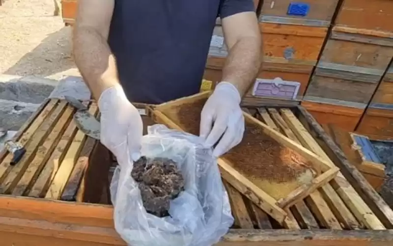 Arıcılar Propolis Hasadına Başladı