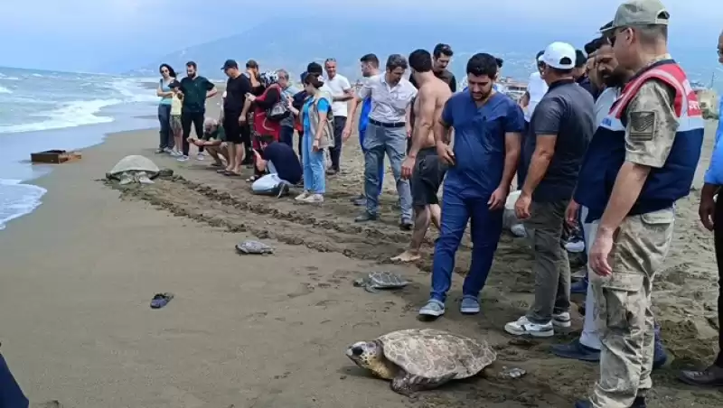 Hatay'da Tedavileri Tamamlanan 5 Kaplumbağa Denize Bırakıldı