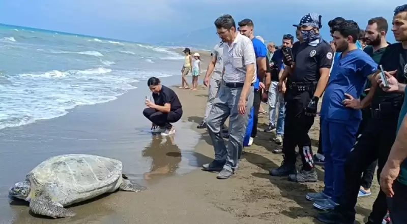 Hatay'da Tedavileri Tamamlanan 5 Kaplumbağa Denize Bırakıldı